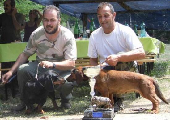 Prova di Lavoro per segugi su cinghiale Alpenlaendische Dachsbracke